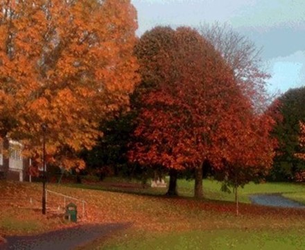Milton Front Autumnal Trees 2012