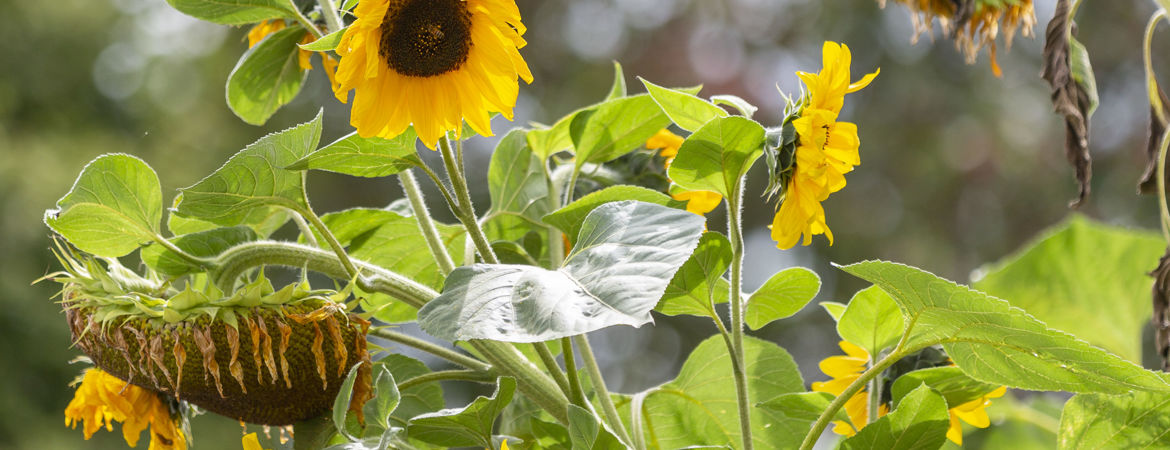 Blog Header Image